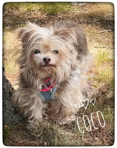 Coco