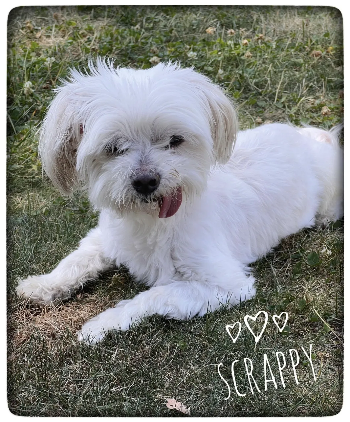 Scrappy - Photo 1