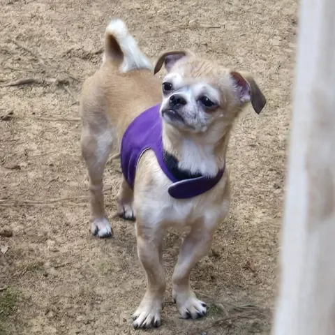 Georgie