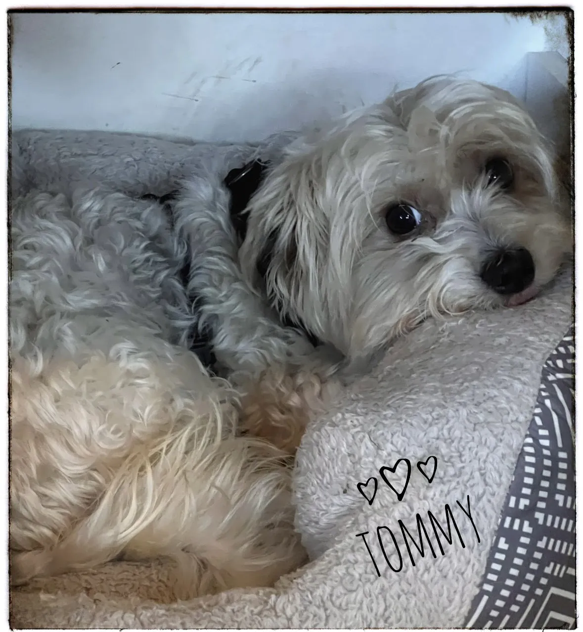 Tommy - Photo 1
