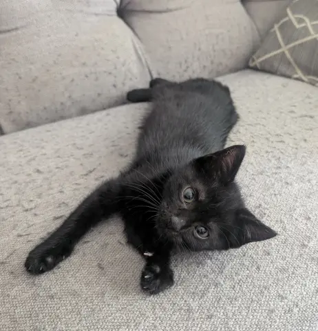 Andi