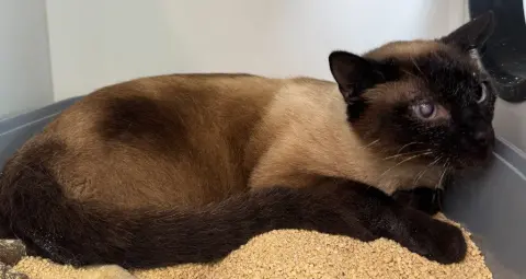 Oscar