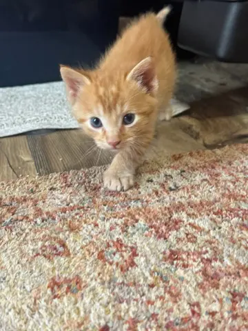 Kiwi