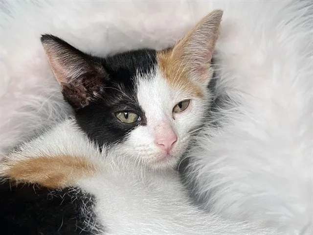 Tia - Photo 1