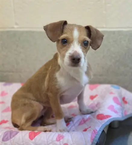 Livvy