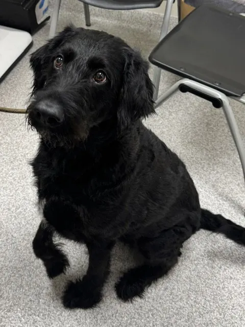 Oreo - Photo 1