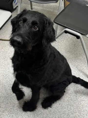 Oreo