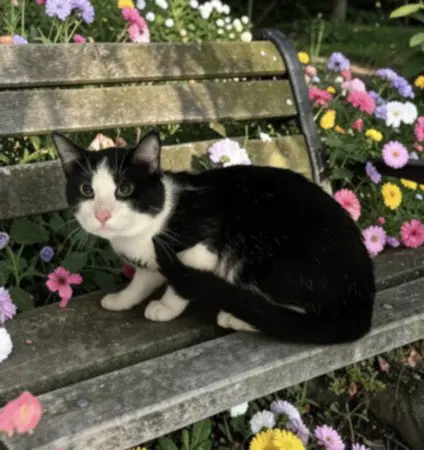 Tom