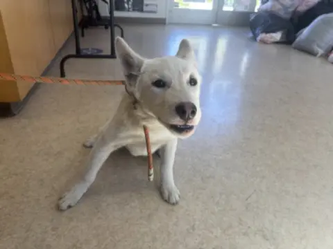 Bolt