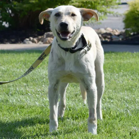 Rex