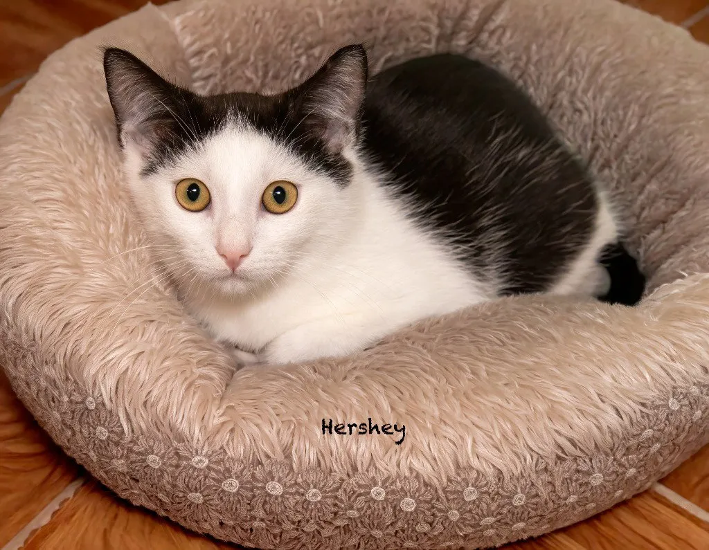 Hershey - Photo 1