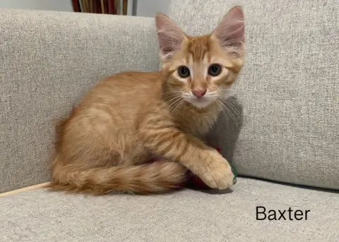 Baxter