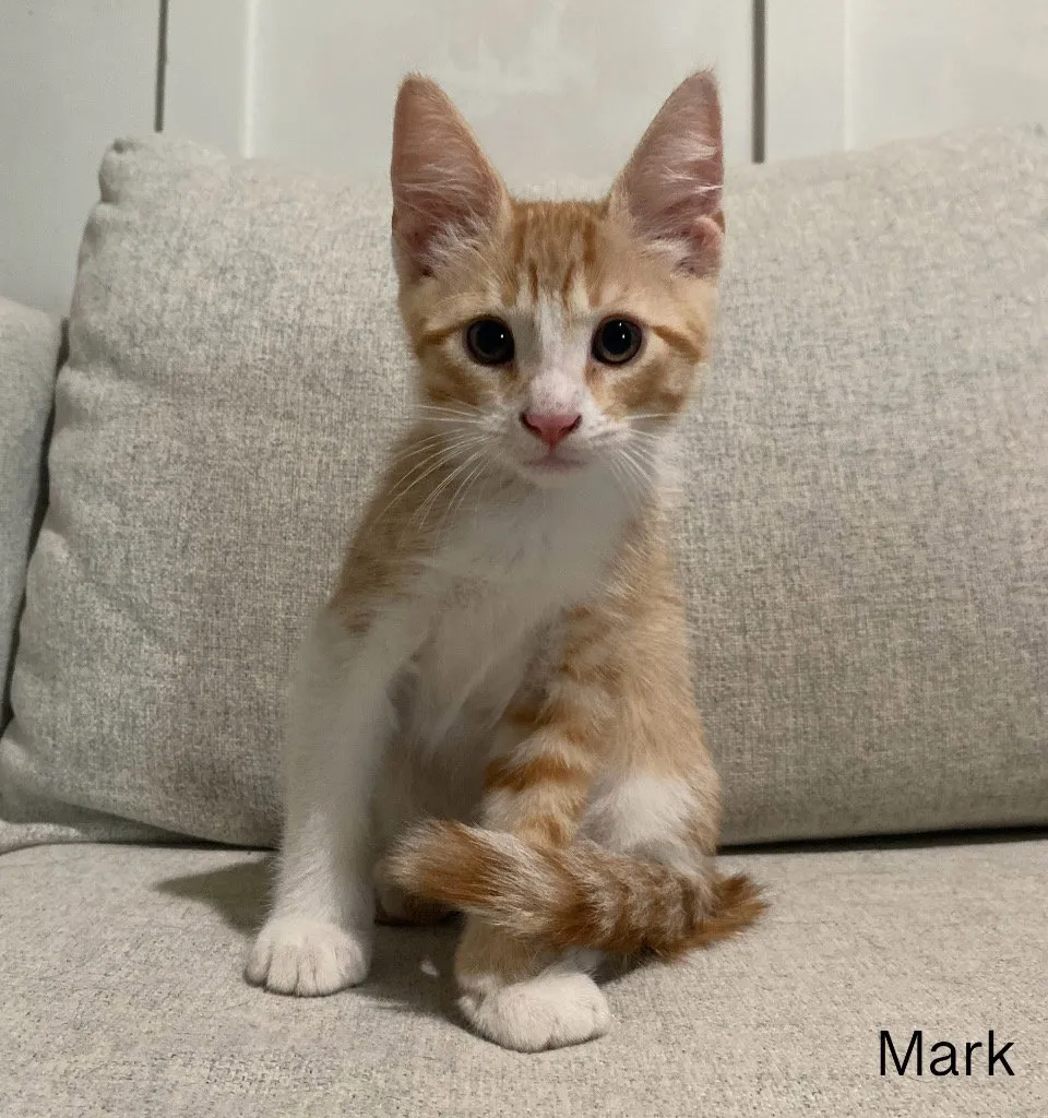 Mark - Photo 1