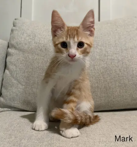 Mark