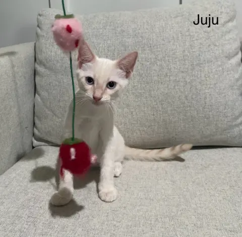 Juju