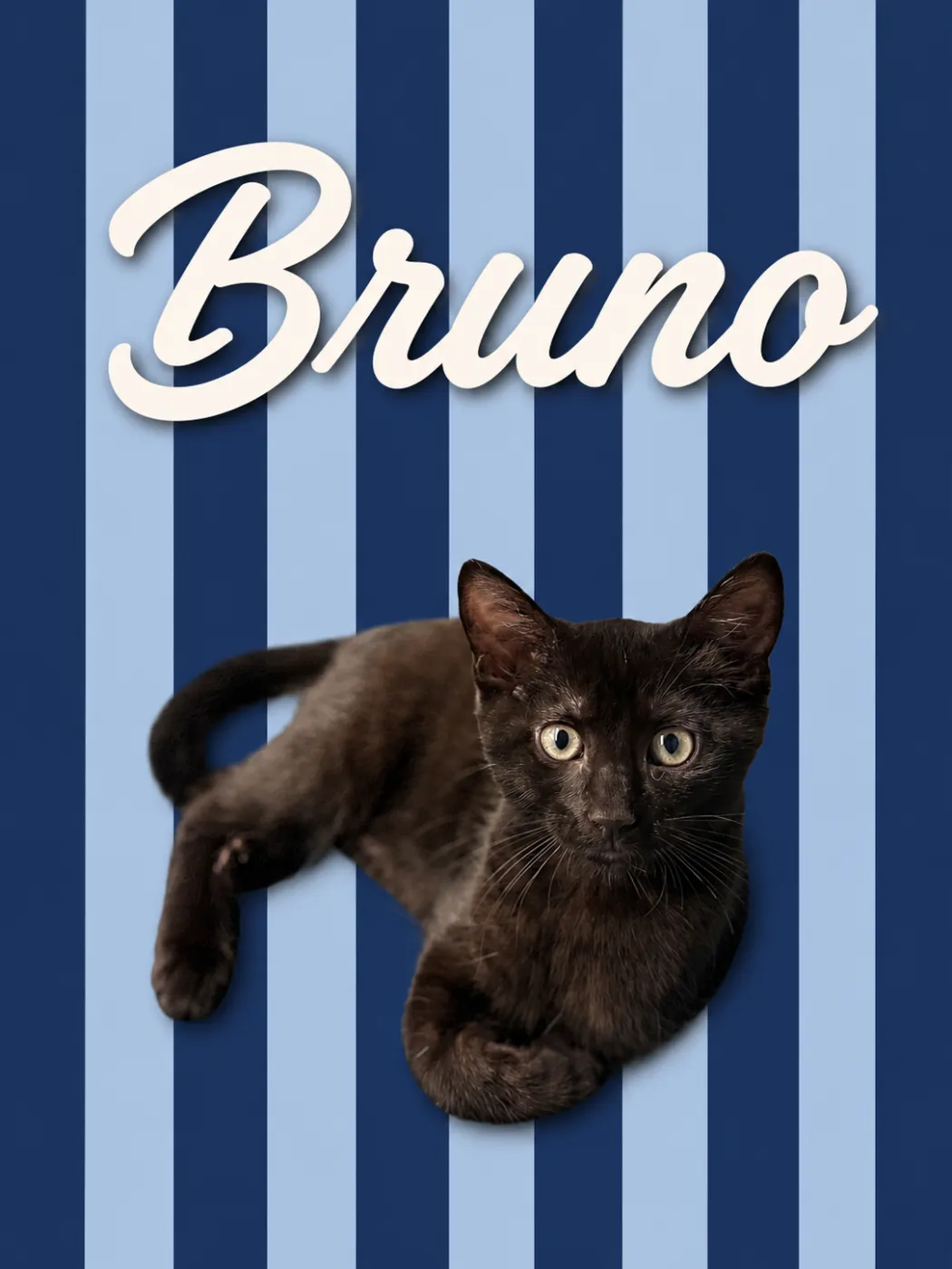 Bruno - Photo 1