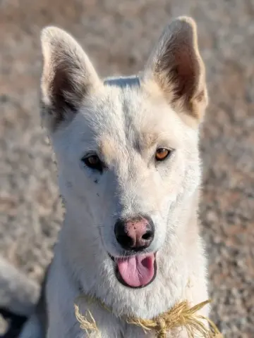 Diesel
