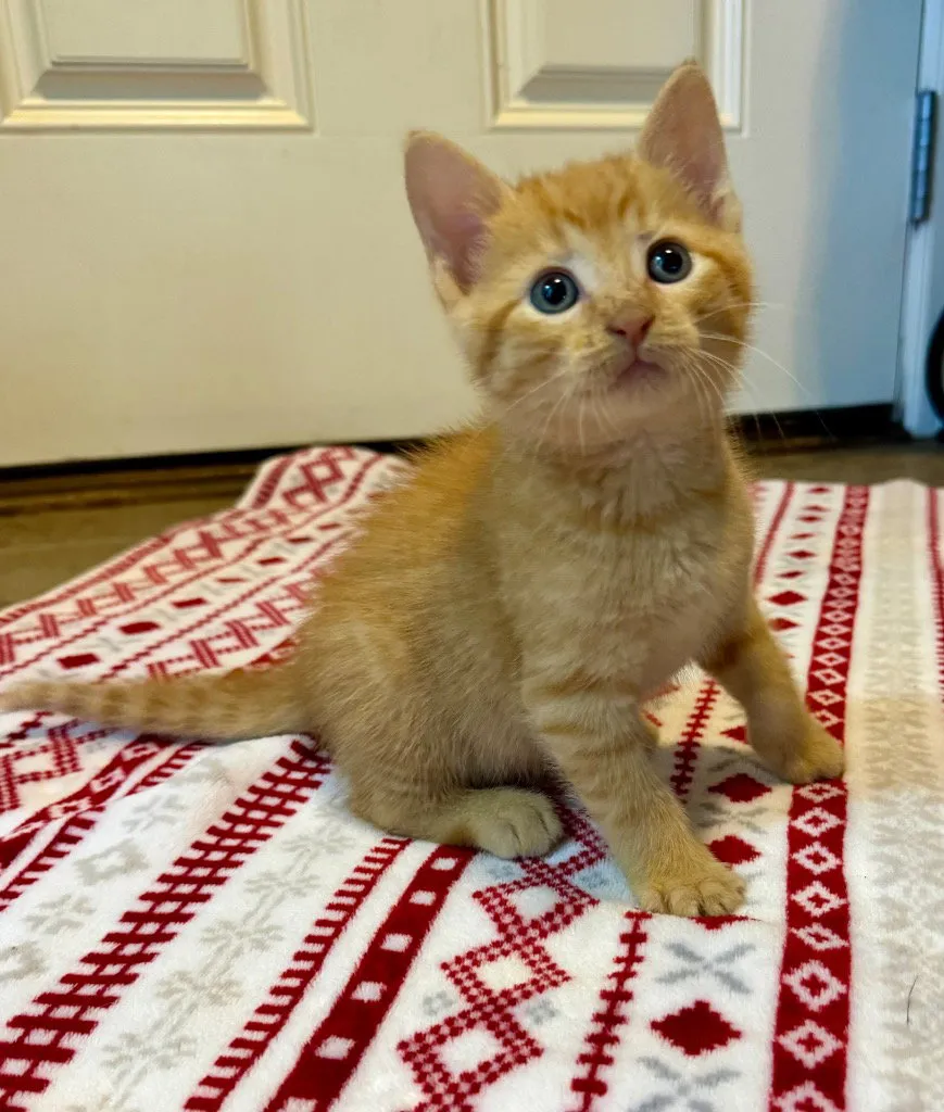 Crouton - Photo 1