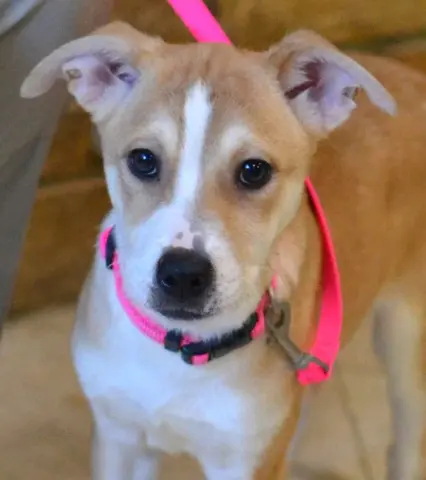 Pippa
