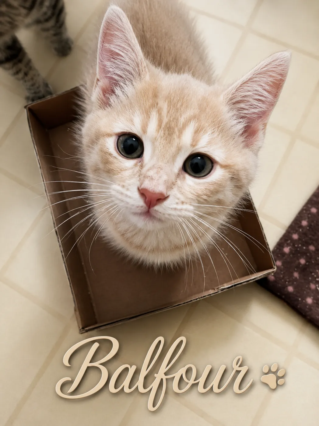 Balfour - Photo 1