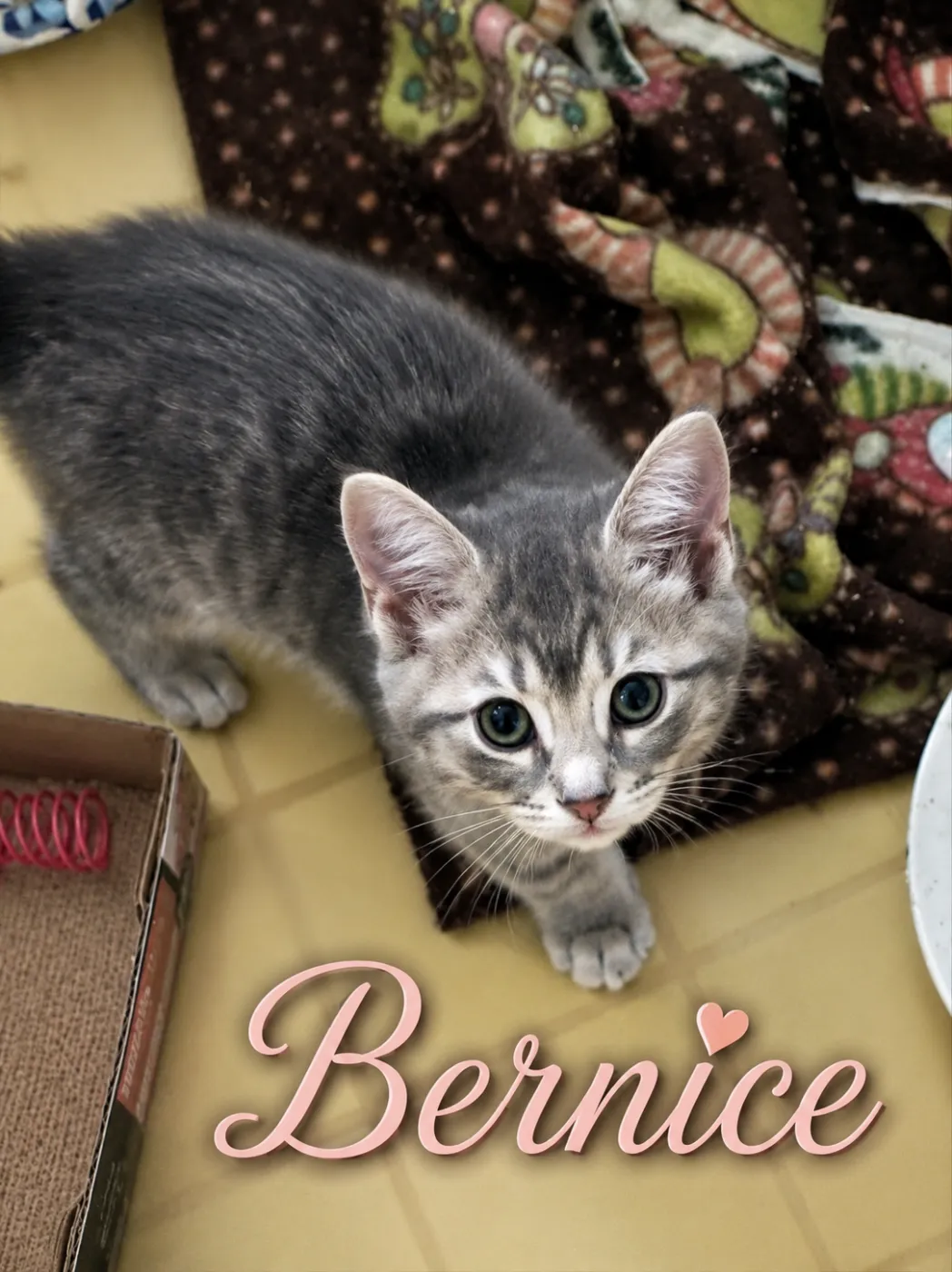 Bernice - Photo 1