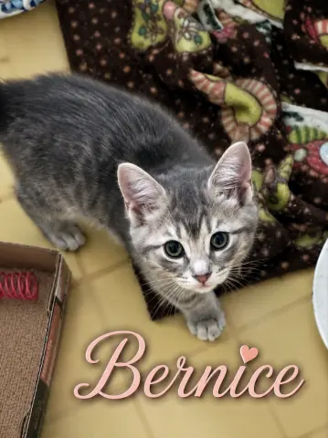 Bernice