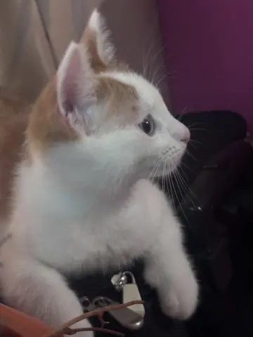 Finn