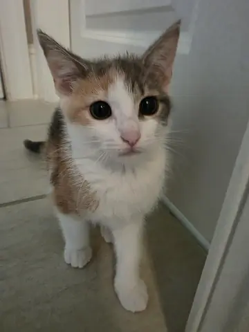 Graycie