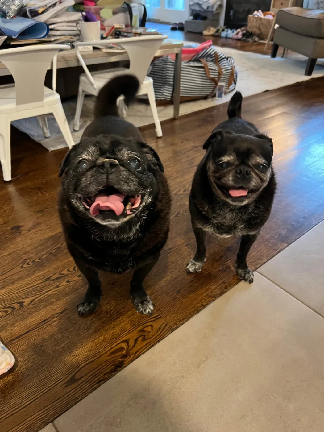 Chloe and Wilma - Photo 1