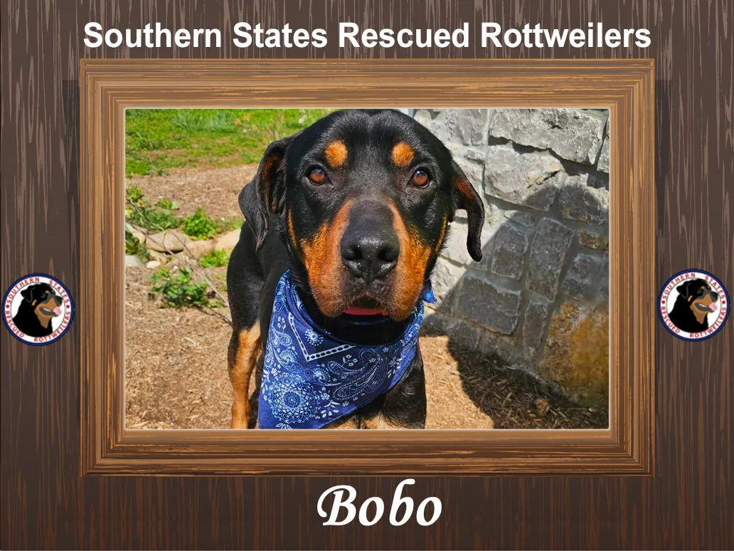 Bobo - Photo 1
