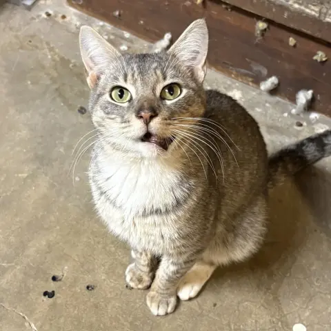 Chance
