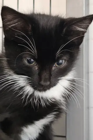 Fallon