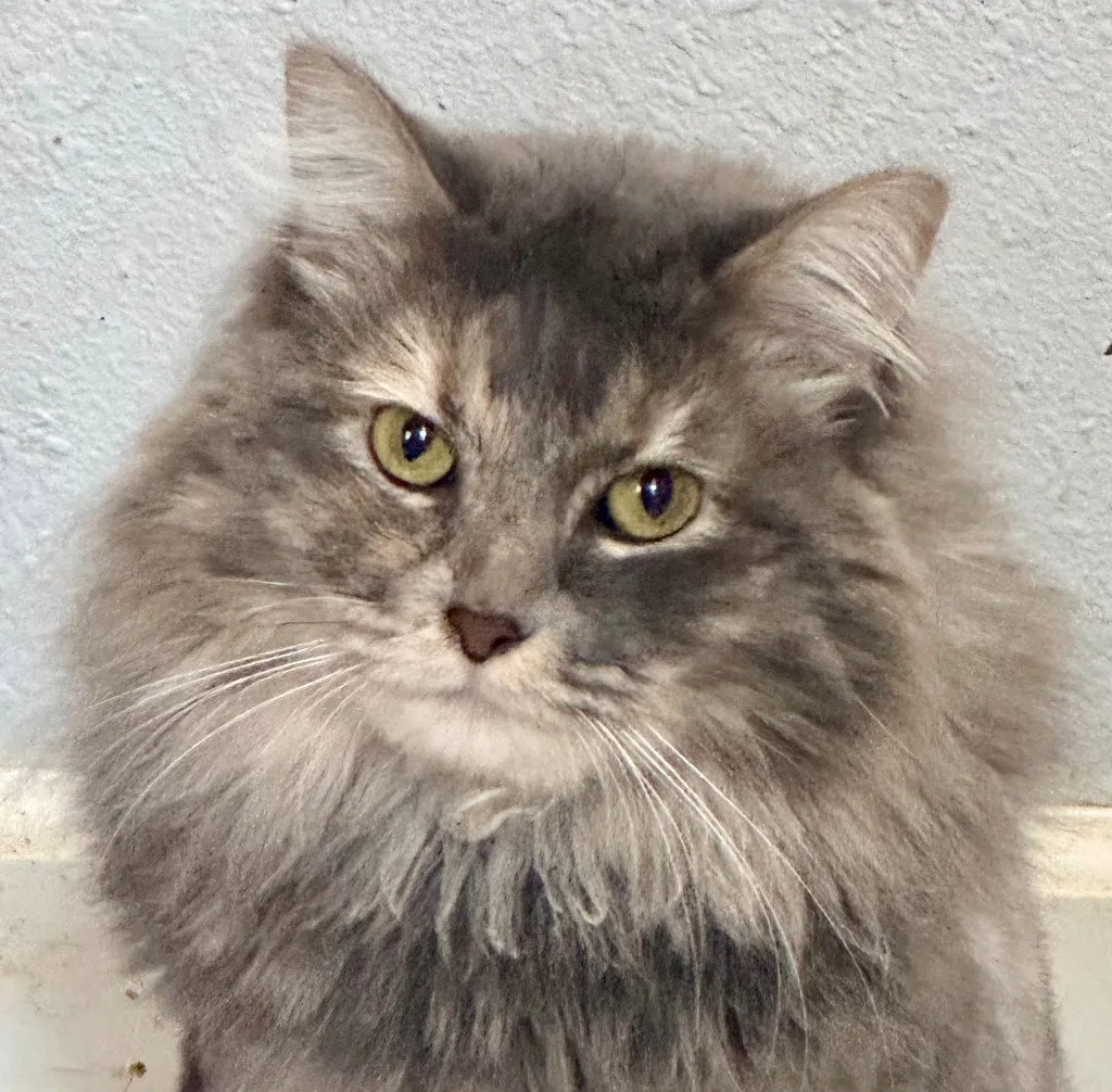 Fluff Monster - Photo 1