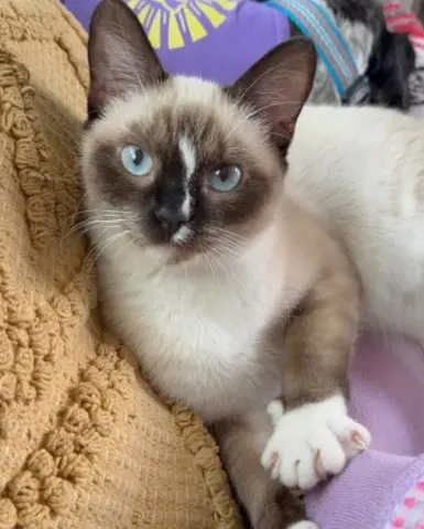 White Stripe