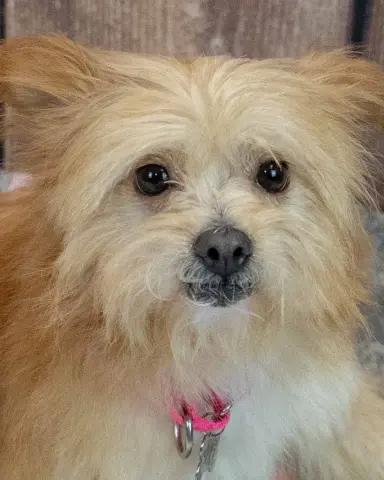 Rylie