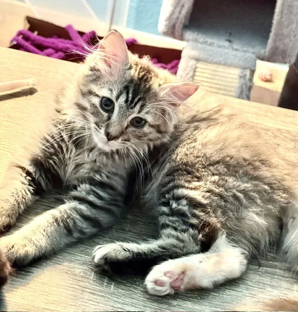 Cinder - Photo 1