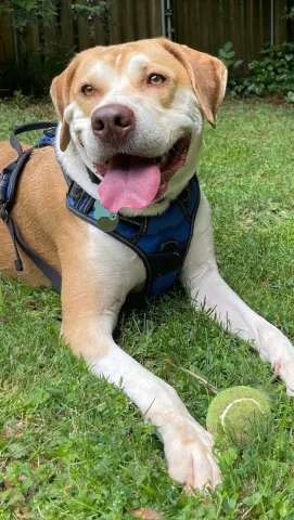 Milo