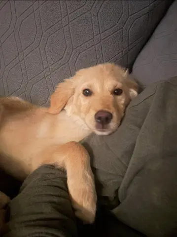 Maple