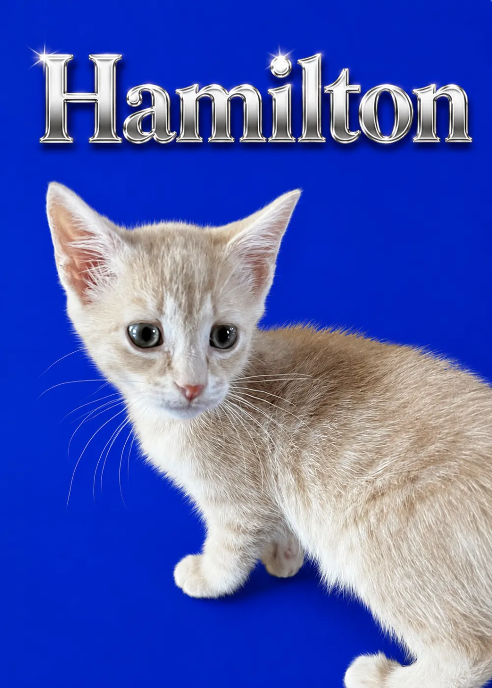 Hamilton - Photo 1