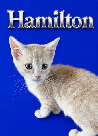 Hamilton
