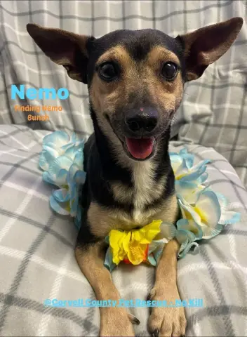 Nemo