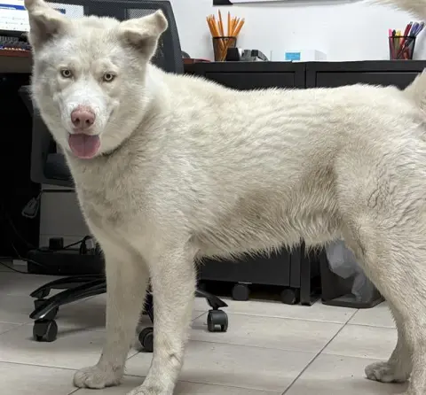 Kujo
