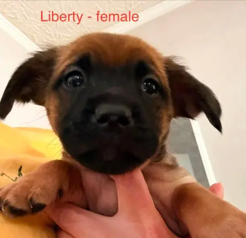 Liberty