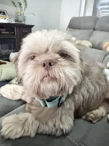Willie