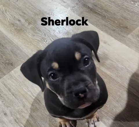 Sherlock