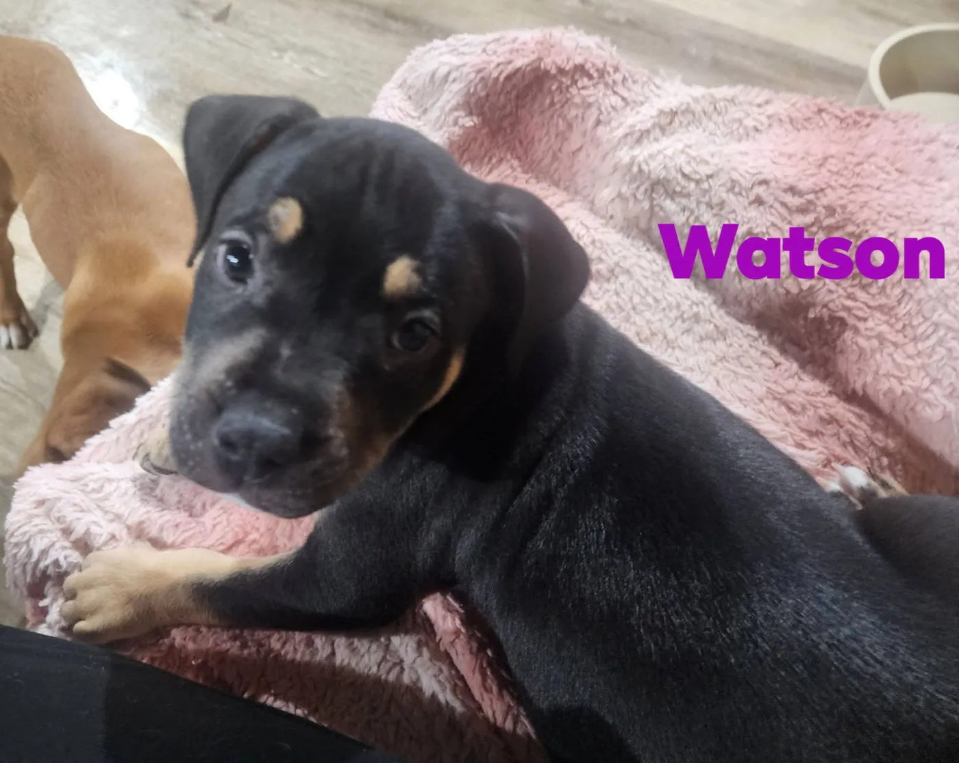 Watson - Photo 1