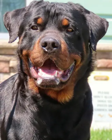 Rocco