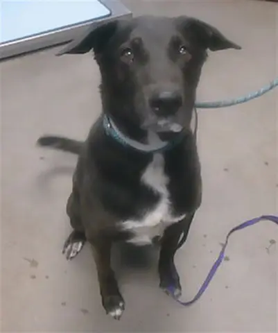 Loki
