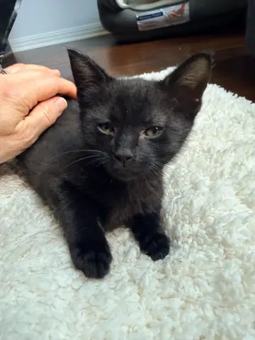 Oliver