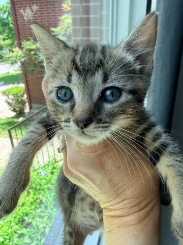 Tyson